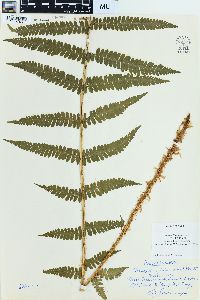 Dryopteris filix-mas image