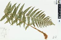 Dryopteris filix-mas image