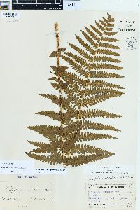 Oreopteris limbosperma image