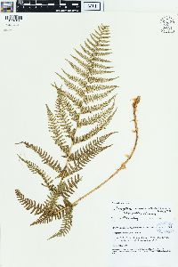 Dryopteris mindshelkensis image
