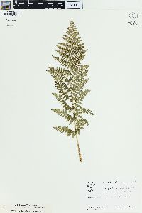 Dryopteris mindshelkensis image