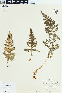 Dryopteris mindshelkensis image