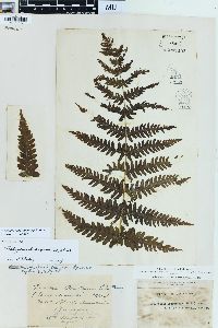 Oreopteris limbosperma image