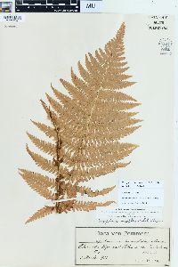 Oreopteris limbosperma image