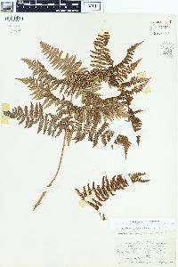 Dryopteris filix-mas image