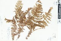 Dryopteris filix-mas image