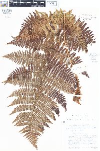 Dryopteris filix-mas image