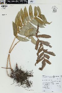 Blechnum cordatum image