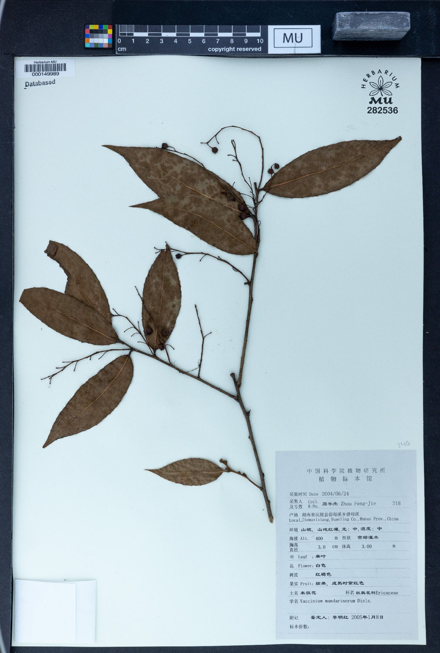 Vaccinium mandarinorum image