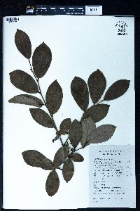 Lindera glauca image