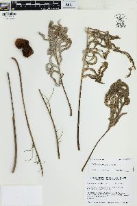 Phlebodium aureum image