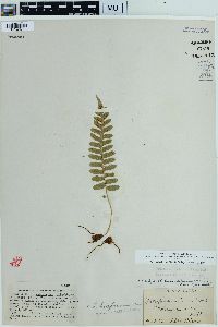 Polypodium hesperium image