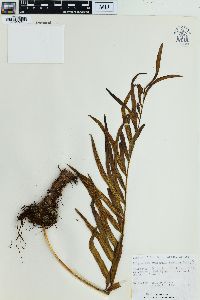 Polypodium fraternum image