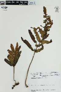 Polypodium fraxinifolium image