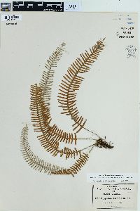 Polypodium furfuraceum image