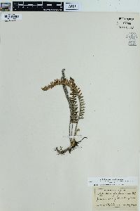Polypodium furfuraceum image