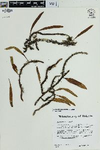 Microgramma heterophylla image