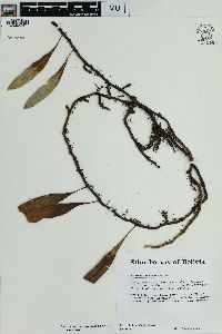 Microgramma heterophylla image