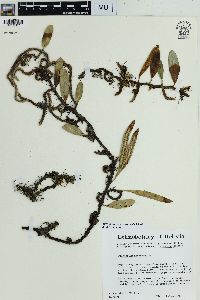 Microgramma heterophylla image
