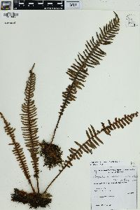 Pleopeltis hirsutissima image
