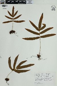 Polypodium pleurosorum image