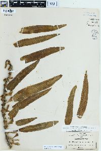 Microgramma lycopodioides image