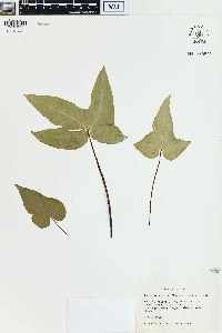 Bommeria elegans image