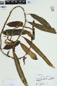 Microgramma nitida image