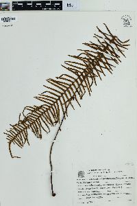 Pecluma paradiseae image
