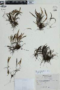 Melpomene pilosissima image
