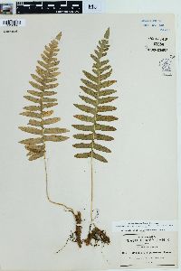 Polypodium plesiosorum image