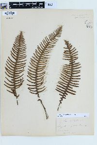 Pecluma pectinata image
