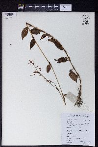 Polygonum muricatum image