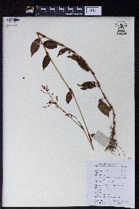 Polygonum muricatum image
