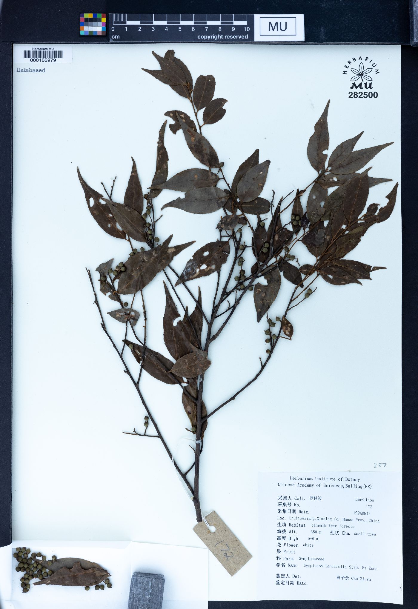 Symplocos lancifolia image
