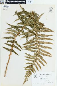 Polystichum andersonii image