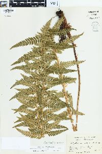 Polystichum andersonii image