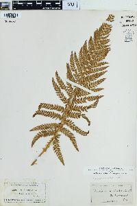 Polystichum dudleyi image