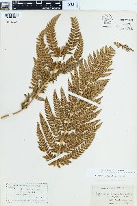Polystichum dudleyi image