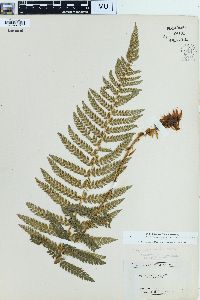 Polystichum dudleyi image