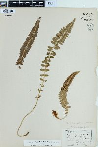 Polystichum muricatum image