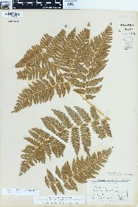 Pteridium aquilinum var. pubescens image