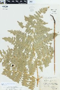 Pteridium aquilinum var. pubescens image