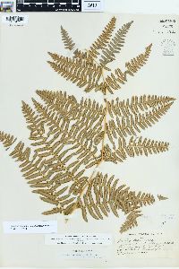 Pteridium aquilinum var. pubescens image