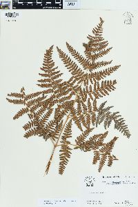 Pteridium aquilinum var. pubescens image