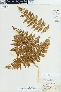 Pteridium aquilinum var. pubescens image