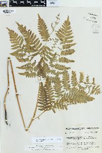 Pteridium aquilinum var. pubescens image