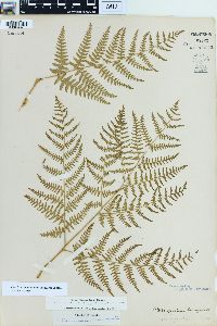 Pteridium aquilinum var. pubescens image