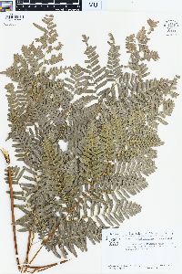 Pteridium aquilinum var. latiusculum image