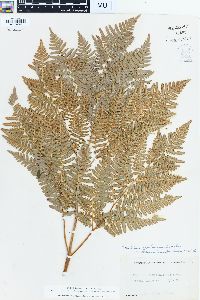 Pteridium aquilinum var. latiusculum image